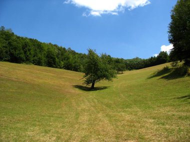 Yaz sezonu boyunca ağaçlarıyla çevrili yeşil bir tepede yalnız ağaç