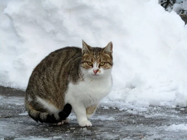 Hauskatze Aus Nächster Nähe Winterlicher Umgebung — Stockfoto