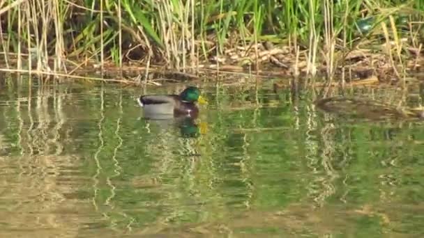 Le canard nage sur la rivière Begej dans la ville de Zrenjanin, Serbie 
