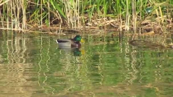 Die Ente Schwimmt Auf Dem Fluss Begej Der Stadt Zrenjanin — Stockvideo