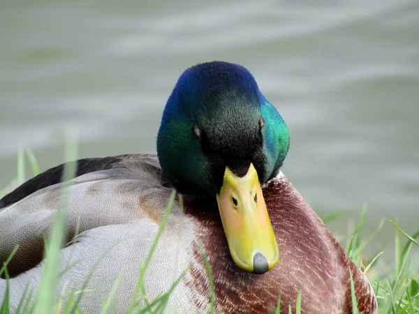 Baharda gölün kıyısında uyuyan bir ördek.