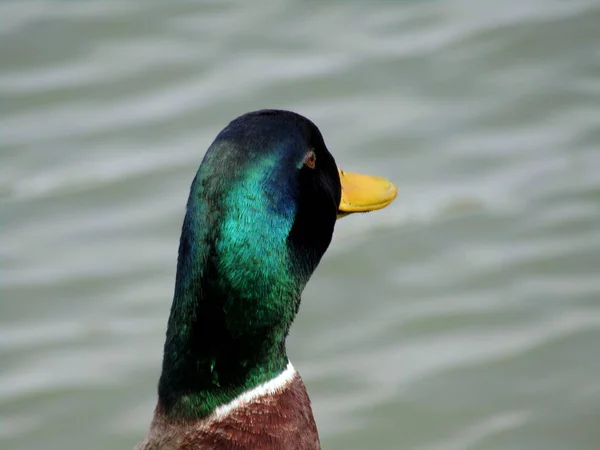 Orgulhoso Pato Selvagem Margem Lago Primavera — Fotografia de Stock