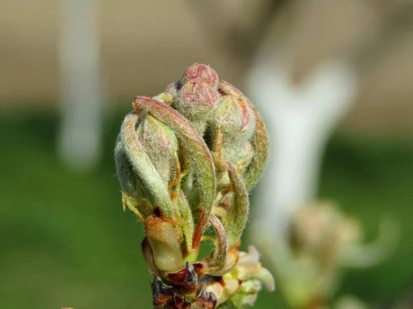 Bonito Broto Macieira Pomar Durante Primavera — Fotografia de Stock
