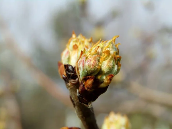 어린나무의 아름다운 꽃봉오리 — 스톡 사진