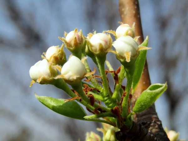 소나무의 아름다운 꽃봉오리 — 스톡 사진