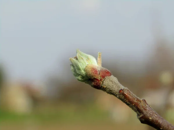 초기의 봄철에는어 나무가 드나드는 — 스톡 사진