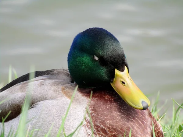 Pato Cochila Margem Lago Primavera — Fotografia de Stock