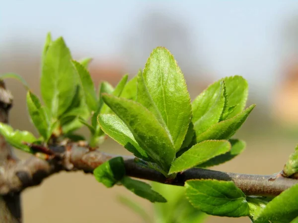 Foliage Young Plum Tree Orchard Spring Period — Stock Photo, Image