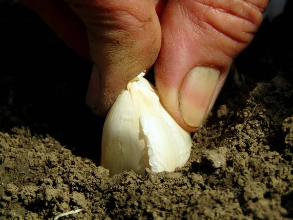 Hand planting garlic in early spring