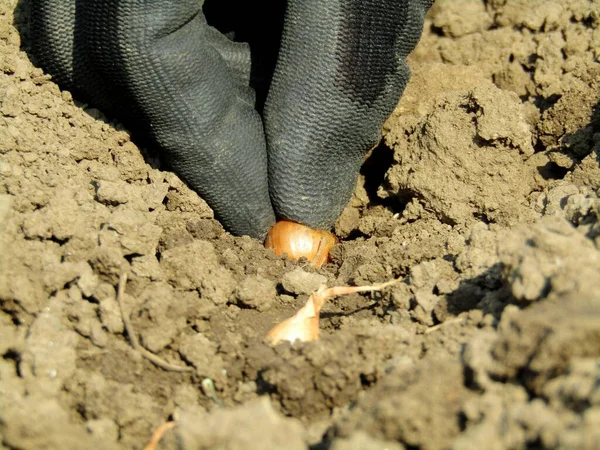 Baharda bahçeye soğan ekiyorum.