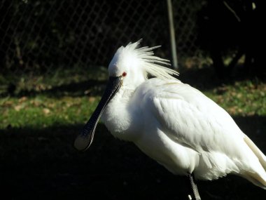 Güzel sakin kaşık faturası çevreyi ve çevrede olanları gözlemliyor.
