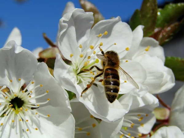 春と受粉シーズンの初めに貴重な蜂が花粉を収集します — ストック写真