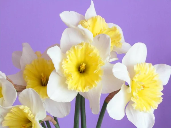 Bir buket sarı nergis çiçeği. Yeni yapılmış. 