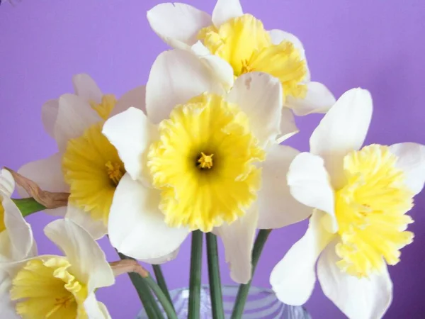 Bir buket sarı nergis çiçeği yeni yapılmış vazoda.