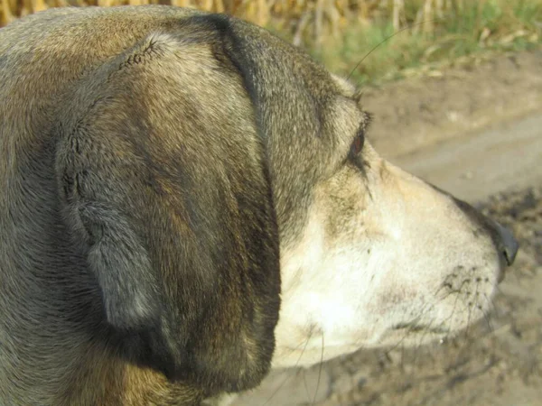 Açık hava koşusu eğitimi sırasında Arap tazısı molada