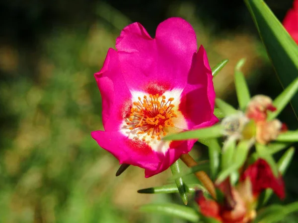 Belle Fleur Rose Aux Étamines Jaunes Pendant Saison Estivale — Photo