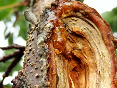 Meyve bahçesindeki kayısı ağacının üzerindeki ahşap reçineye yaklaş.