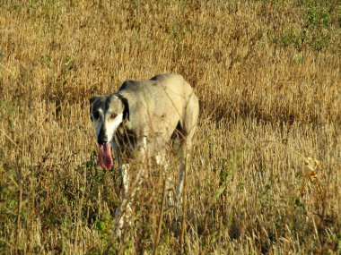 Sloughi yavaşça koştuktan sonra sahada yürüyor ve enerji topluyor.