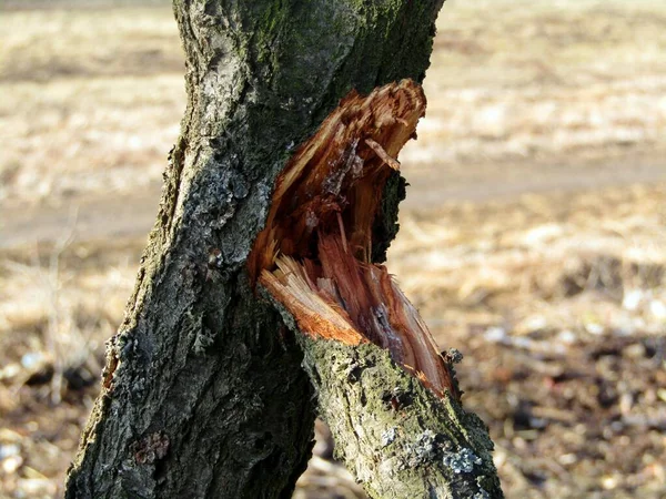 Ramo Albero Marcio Rotto Nel Frutteto Dopo Tempesta — Foto Stock