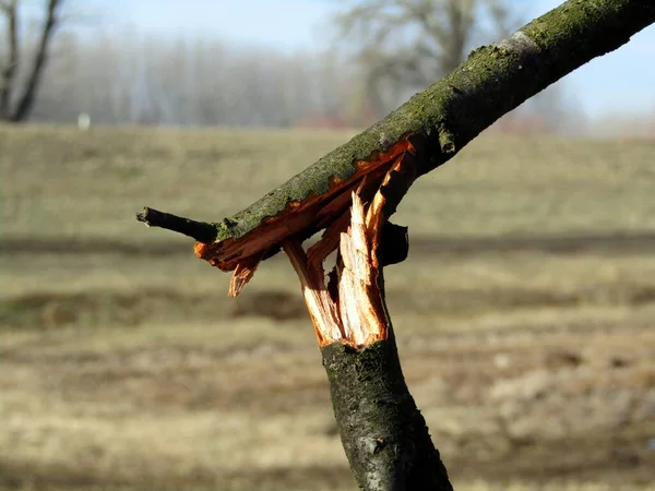 Fırtınadan sonra meyve bahçesindeki kırık genç ağaç.
