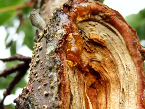 Meyve bahçesindeki kayısı ağacının üzerindeki ahşap reçineye yaklaş.