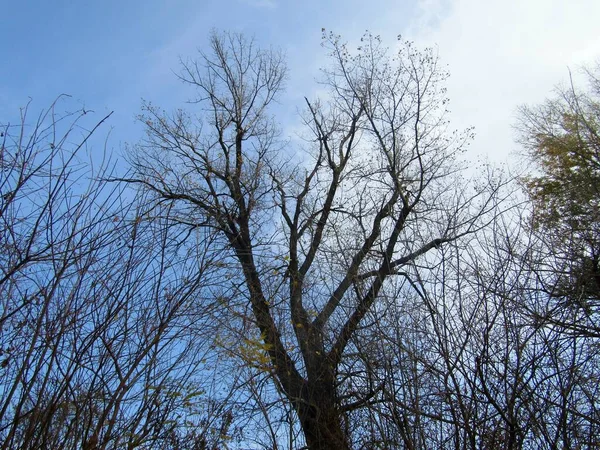 Bir sonbahar ormanı güneşli bir sonbahar günü
