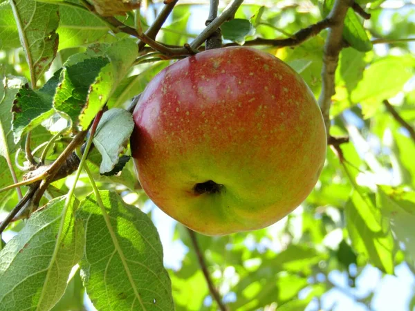 Yaz mevsiminde meyve bahçesinde olgun organik elma