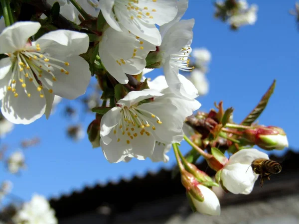 Arı bahar ve tozlaşma mevsiminin başında kiraz çiçeklerine doğru uçar.