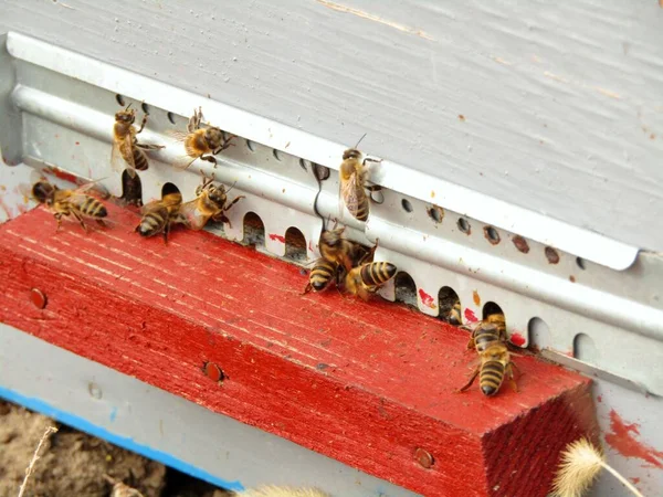 Bahar mevsiminin başlarında kovandaki arılar ve tozlaşma