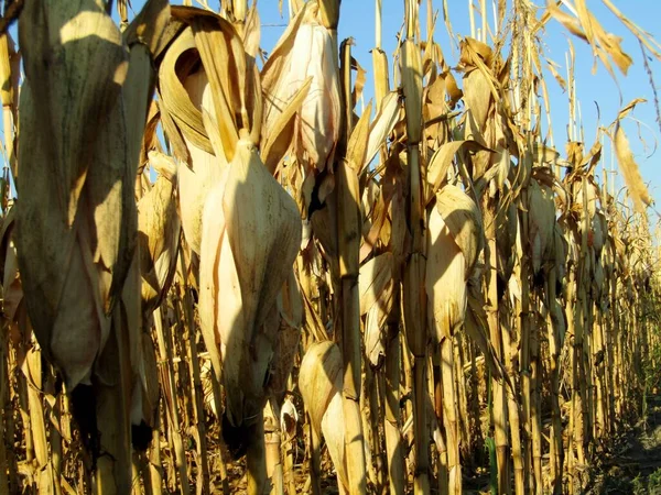 Sonbahar mevsiminin başında hasat için hazır bir sıra mısırın görüntüsü
