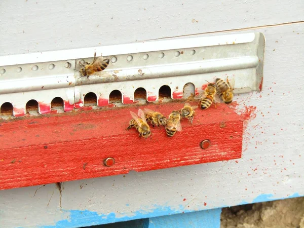 Méhek Értéke Kaptárban Tavaszi Szezon Elején Beporzás Jogdíjmentes Stock Fotók