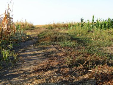 Sırbistan ve Voyvodina 'daki tarlaların aşağısına bak