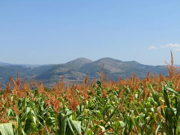 Corn Field Mountain Top Old Mountain Southeastern Serbia — Stock Photo, Image