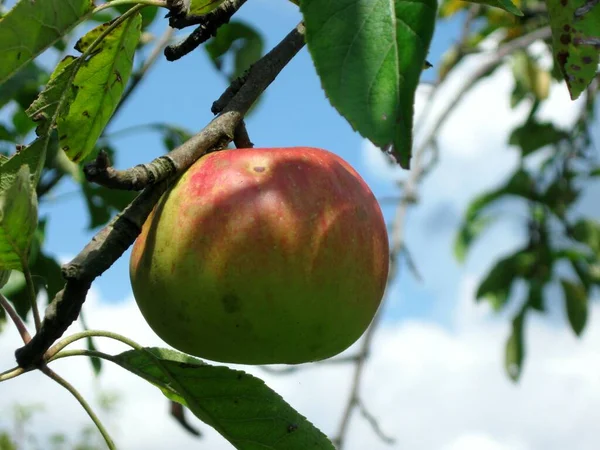 Yaz mevsiminde meyve bahçesindeki bir dalda elmayı olgunlaştırdım.