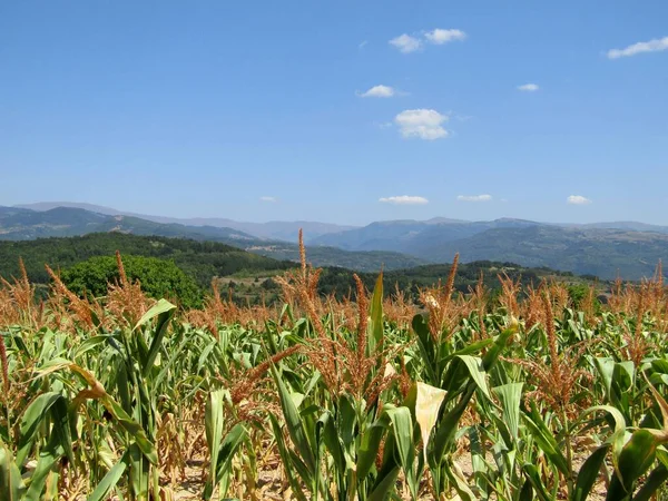 Mountain Landscape Corn Fields Southeastern Serbia — Stock Photo, Image