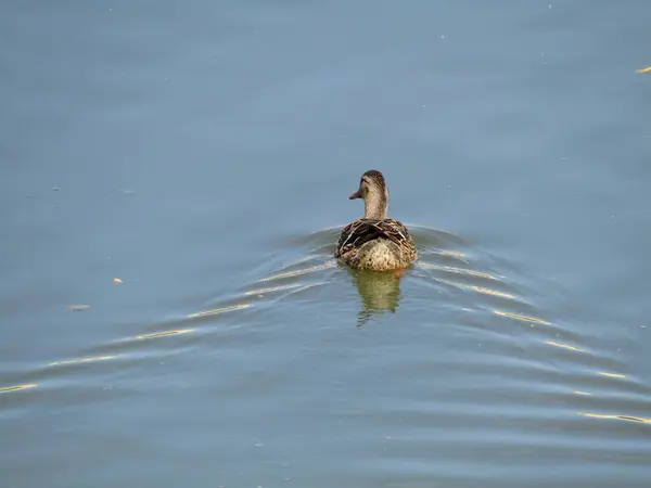 Een Wilde Eend Zwemt Ontspannen Rivier Tijdens Een Prachtige Lentedag — Stockfoto