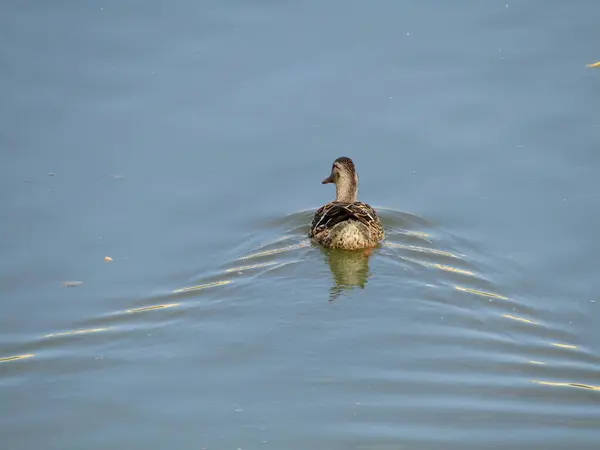 Une Femelle Canard Sauvage Nage Détendue Dans Rivière Lors Une — Photo