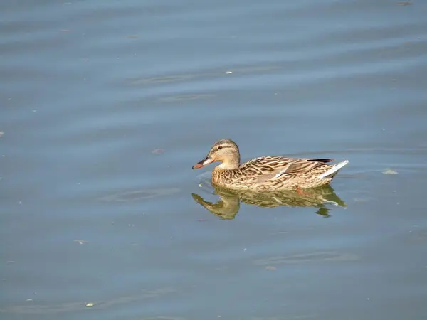 Une Belle Femelle Canard Sauvage Nage Dans Rivière Lors Une — Photo