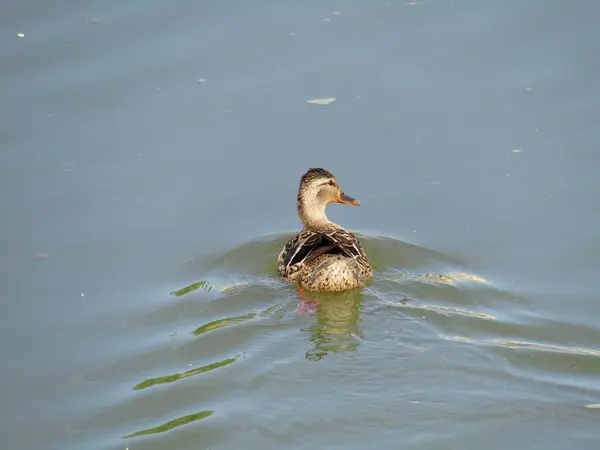 Vahşi bir ördek dişi güzel bir bahar gününde nehirde yüzer.