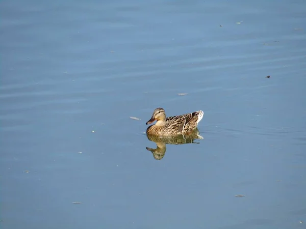 Reflection Female Wild Duck While Relaxing River Beautiful Spring Day — Stock Photo, Image