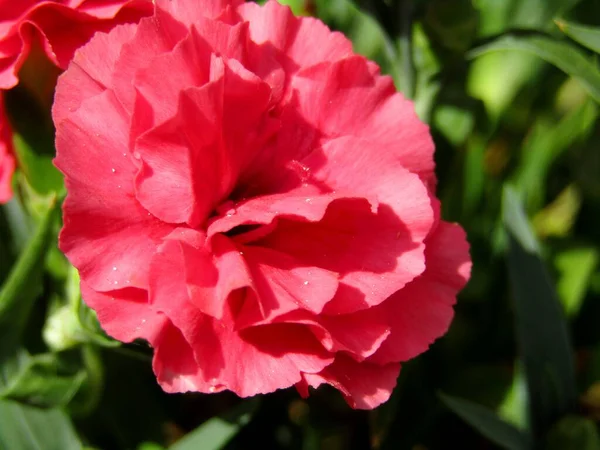 Bahar mevsiminde bahçede güzel pembe karanfil çiçeği