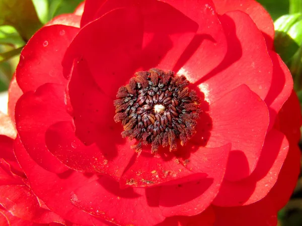 Güzel kırmızı cüce bahar mevsiminde bahçede yükseldi.