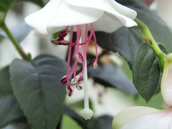 Bahar mevsiminde bahçede anterler telaffuz edilen beyaz Noel çiçekleri.