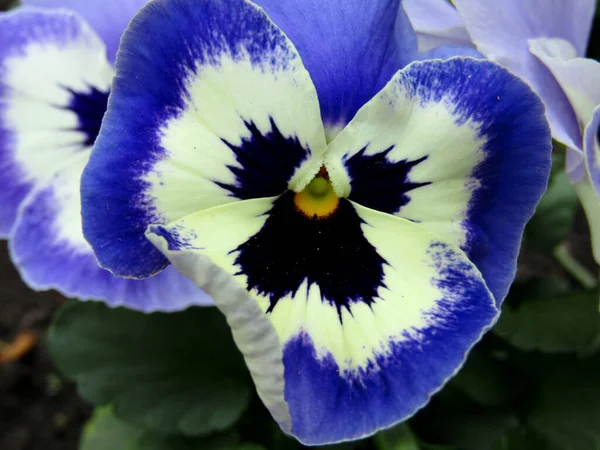 Violeta Tricolor Viola Tricolor Jardim Durante Temporada Primavera — Fotografia de Stock