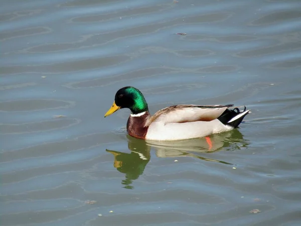 Canard Sauvage Mâle Dans Son Environnement Naturel Nage Dans Rivière — Photo