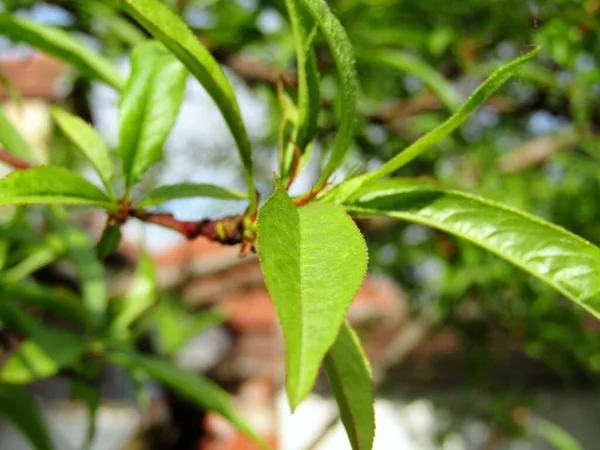 Bahar mevsiminde meyve bahçesinde genç şeftali yaprakları