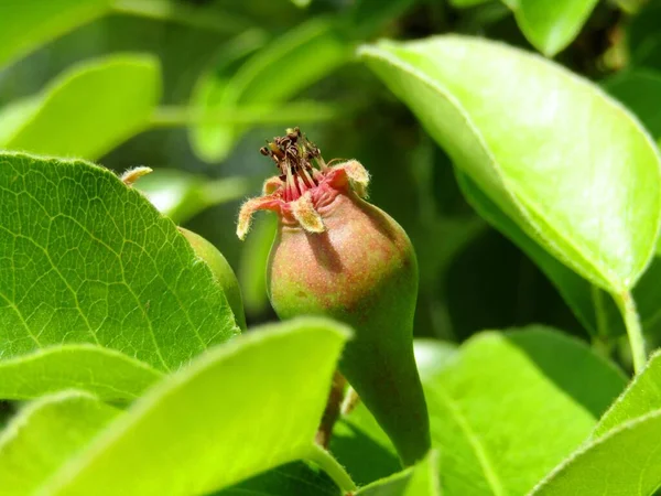 Bahar mevsimi boyunca meyve bahçesindeki yaprakların arasında güzel bir armut meyvesi.