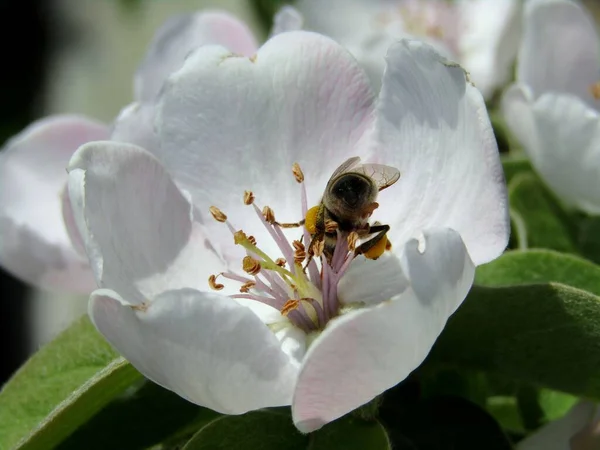 Včela Sbírá Pyl Květů Quince Sadě Během Jarní Sezóny — Stock fotografie