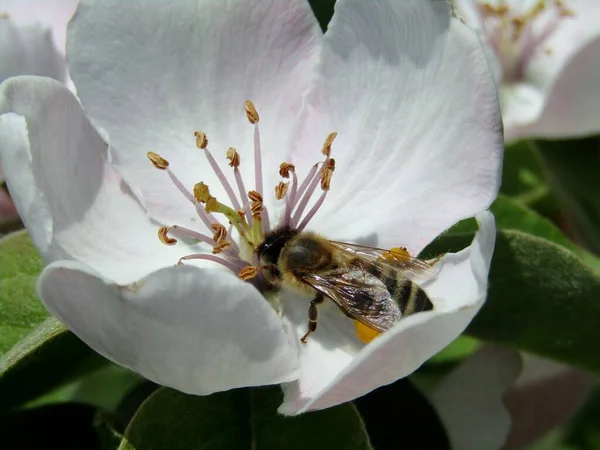Včela Opyluje Jarním Období Kvetoucí Kvetoucí Strom Sadě — Stock fotografie