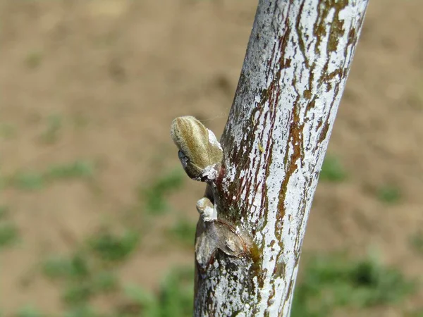 봄철초에 나무의 어린싹 — 스톡 사진